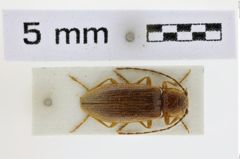 Foto (Dorsalansicht) von Penia costipennis (NHMW-ZOO-COL-0008691)